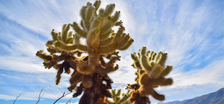 Von Wüstenwundern zu Casino-Lichtern: Joshua Trees, stachelige Teddybären & Laughlin