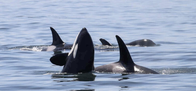 Eine Wal-Watching & der Deception Pass: Naturwunder in Washington