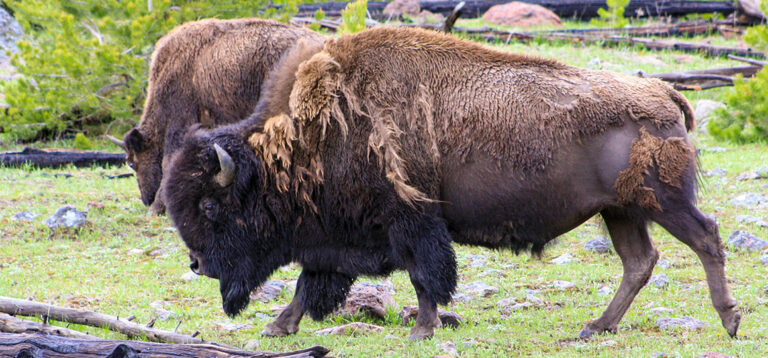 Vulkanische Wunder und Bisons im Yellowstone: Tag 7 unserer Reise