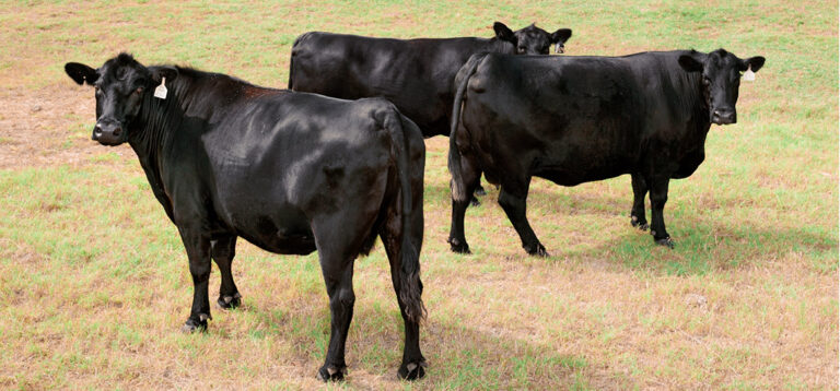 Tierisches auf der Ponderosa: Von Kühen, Kälbchen und Cowboy-Pferden