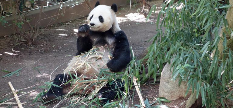 Getrennte Wege, gemeinsames Abenteuer: USS Midway vs. San Diego Zoo