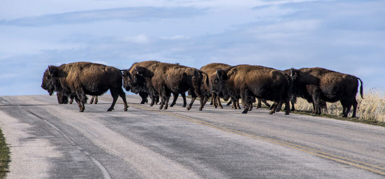 2020 – Wild West Roadtrip: Corona-Chaos, rote Steine und eine spontane Fahrt nach Seattle