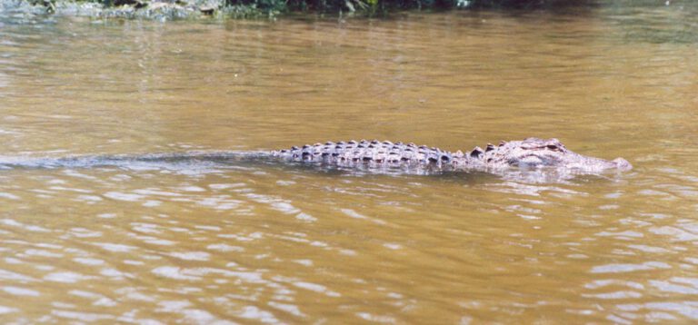 2002 – Zum Dritten Mal: Fort Lauderdale