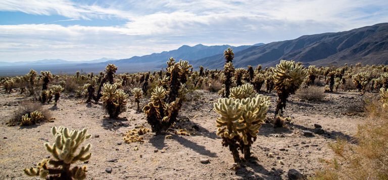Vom Joshua Tree Nat’l Park bis nach Beatty: Ein Abenteuer im Land der Wüsten und Aliens