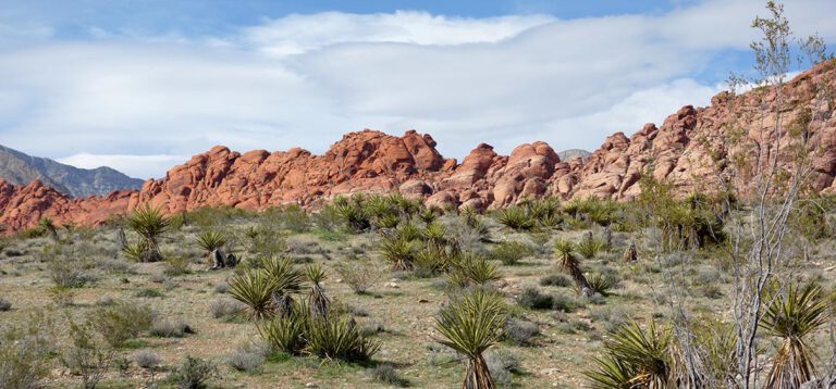 Noch einmal kreuz- und quer durch die Casinos und ein Besuch im zauberhafte Red Rock Canyon