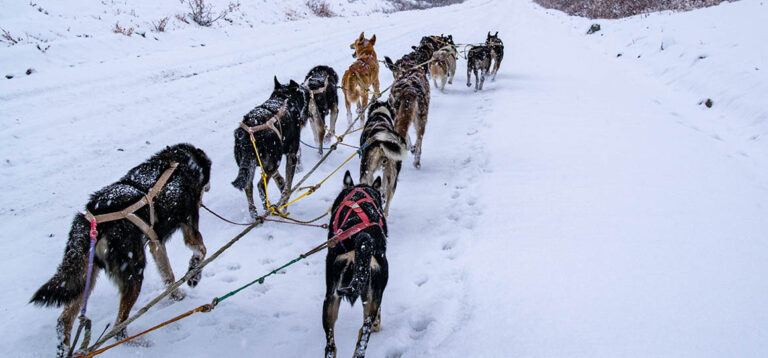 Ein Wintermärchen in Alaska: Eine Husky-Schlittenfahrt und eine Hütte im Schnee