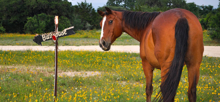 Von deutschen Dörfer und Cowboy-Hochburg Bandera