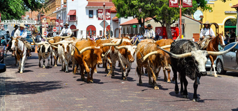 Wild im Westen: Longhorns in Fort Worth und die geheime Welt des Geldes