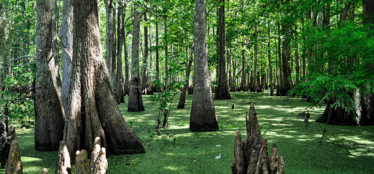 Mit dem Boot durch die Sümpfe Louisianas und ein scharfes Abenteuer auf Avery Island