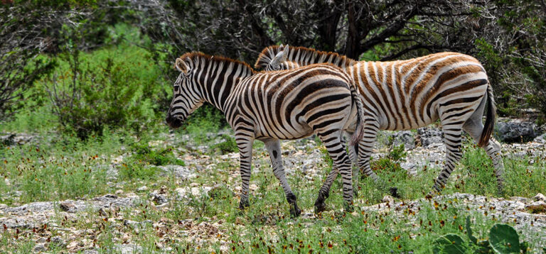 Texanische Abenteuer: Von Deutscher Tradition bis Wildtierbegegnungen in San Antonio