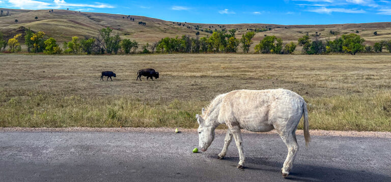 Mount Rushmore, Crazy Horse & der Devil’s Tower: Ein Roadtrip durch die Black Hills