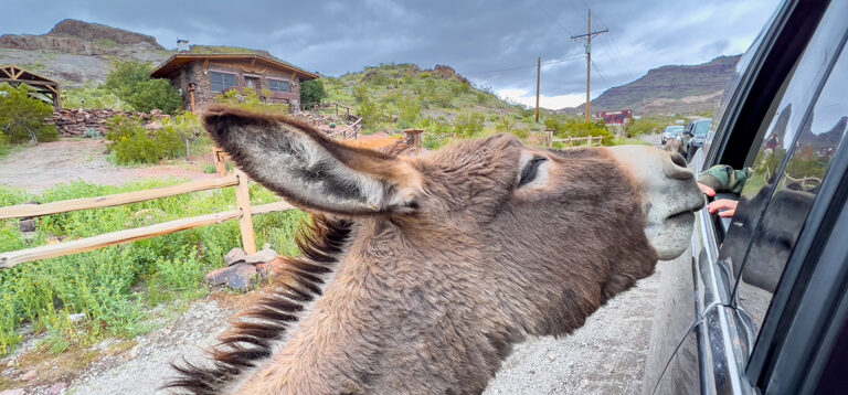 Von der historischen Route 66 durch das wilde Oatman ins Lichtermeer von Las Vegas