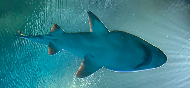 Von der Sphinx im Luxor zum Shark Reef und weiter zum Welcome Sign – Vegas pur!