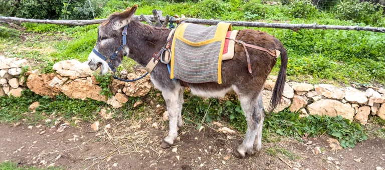 Die Entdeckung der Langsamkeit: Wenn der Esel das Gesetz der Straße diktiert